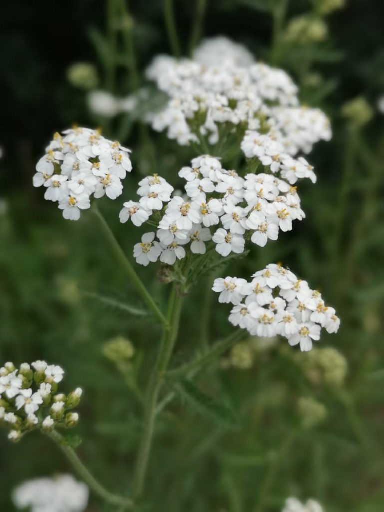 Die Schafgarbe in weißer Blüte