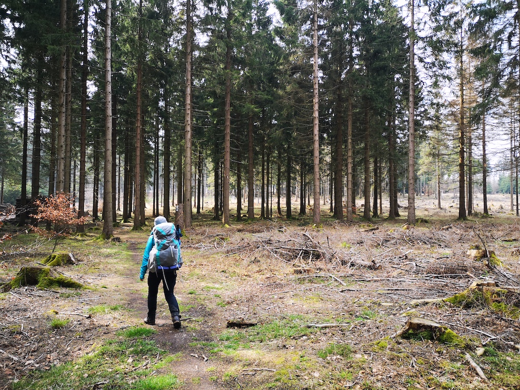 Weg durch die Nadelwälder im Thüringer Wald