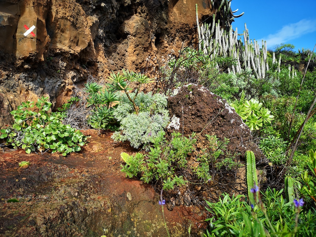 La Palma - GR130 Vegetation in the North