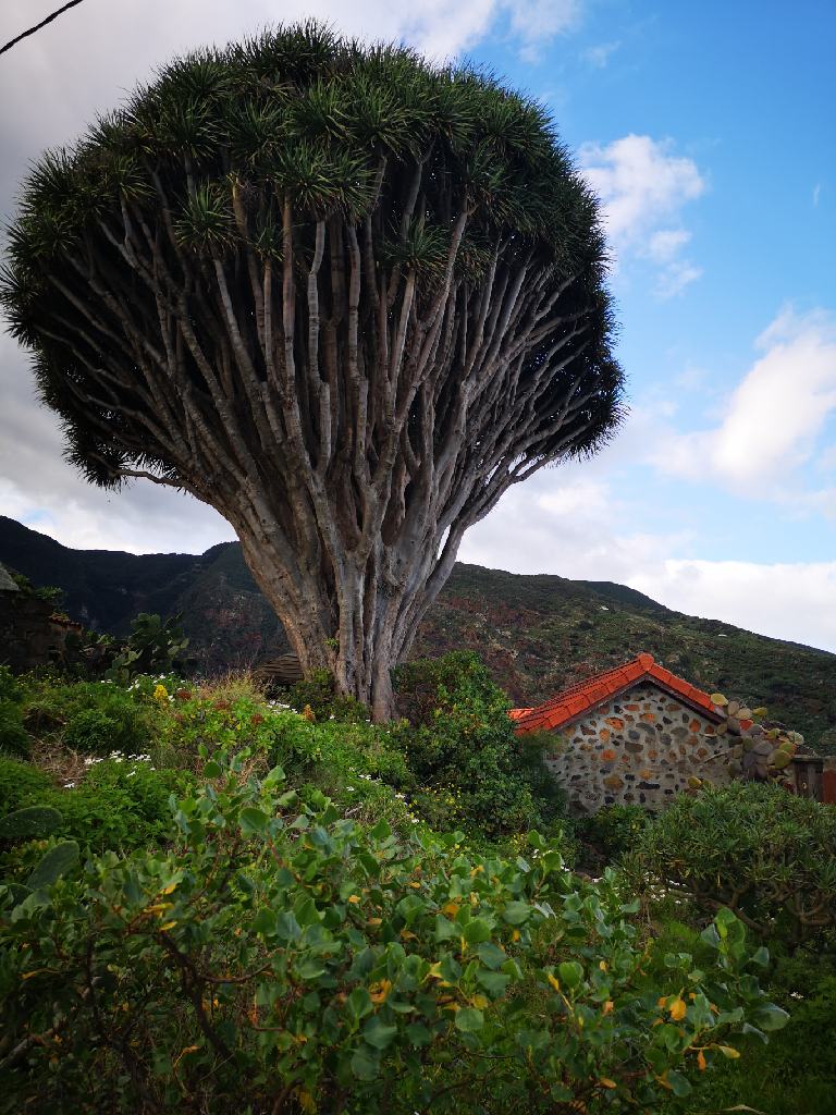 Drachenbaum bei El Tablado